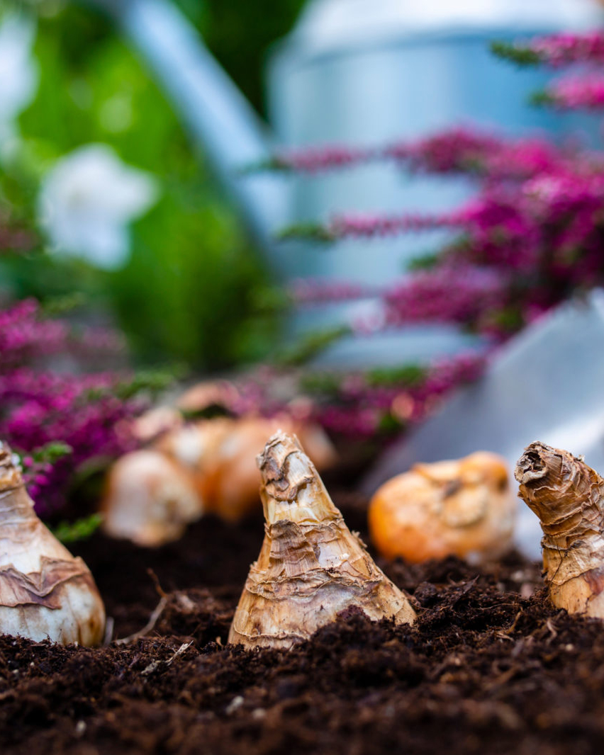 Planter des bulbes et ajouter du paillis